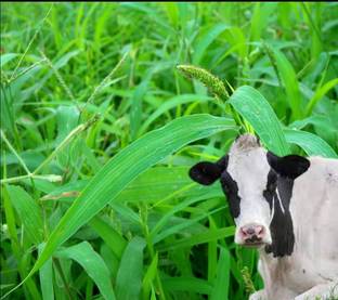 ibains Cow grass seeds for garden Seed