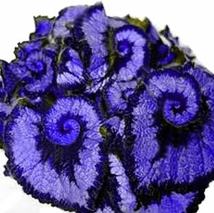CYBEXIS HUA-31 - Begonia (Double Color)(Purple)(Sapphire Blue) - (30 Seeds) Seed