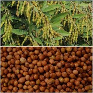 HYBRID 100g Toor dal/ arhar dal/ red gram seeds highest yield variety early fruiting Seed