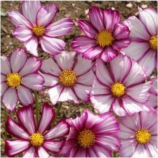 VibeX NBIR-8 - Capriola Cosmos Flower - (30 Seeds) Seed