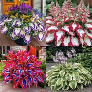 ibains Multi Colour Hosta Seeds Mix Seed pack of 39 Seed