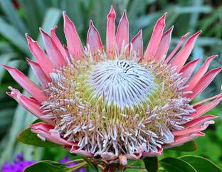 RRNURSERY King Protea Seeds Seed