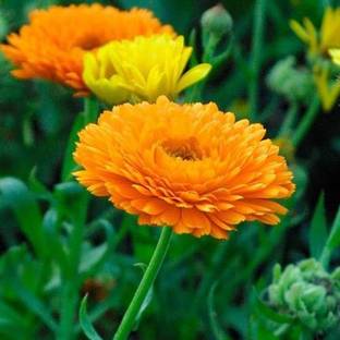 EcoFusion Calendula Mix Flower Seeds Seed