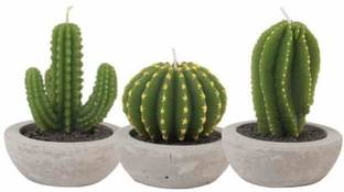 Pbevergreen cactus semin desert beautiful flower hybrid seeds 1-packet Seed