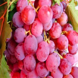 PASCLE Red Globe, Flame Grapes Seed