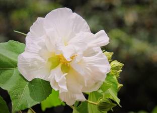 SHYAM White Land Lotus Sthol Podda Flower Seed