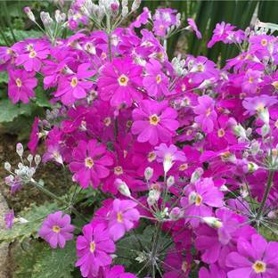 NooElec Seeds India 50+ SEEDS All Year Growing Japanese Flower Sakurasou (Primula Sieboldii) Seed