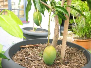 Puspita Alphonso Mango Plant Sweet Dwarf Variety Short Time Fruiting Seed