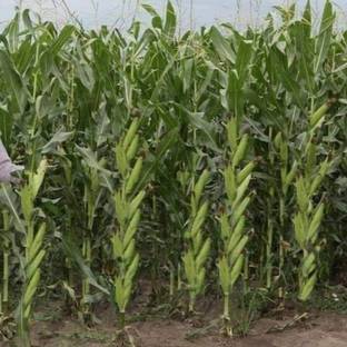 MAIZE maize seeds highest yield Verity 100g Seed