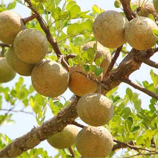 Aywal Bilva Patra Hybrid Fruit Seed