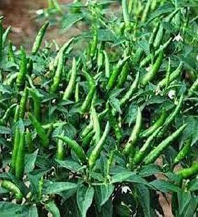 KANAYA Chilli Seeds Hot Jwala Hybrid Vegetable Seed