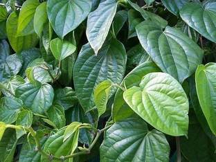 SOFTYGARDEN Betel Leaves Seed