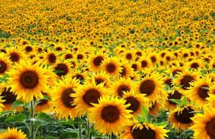 BSARKAR Double sunflower,orange-yellow sunflower seed, flower seed Seed