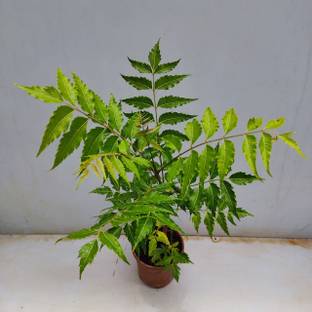 Srijagarden Neem Seed