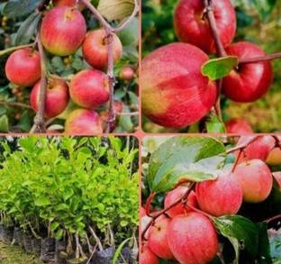 SHYAM Grafted Kashmiri RED Apple Ber Plant Seed