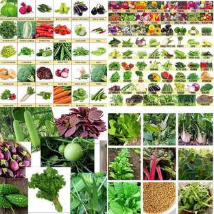 ibains Vegetable seeds for summer biij 231 Seed