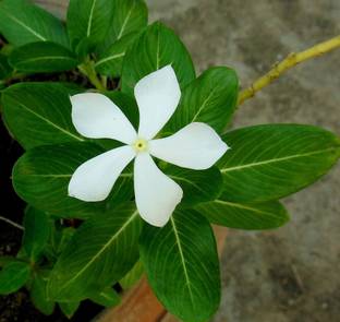Greenwill Periwinkle White Flower, Sadabahar White, White Vinca Flower Seeds Seed