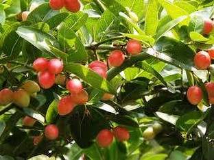 SHYAM Tropical Synesepalum Dulcificum Exotic Rare Red Miracle BerryLive Fruit Plant Seed