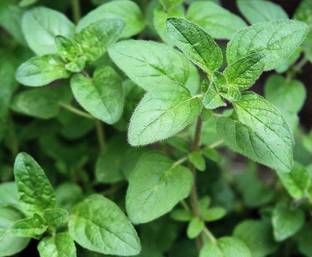 VibeX KGF -54 - Herb Marjoram Oregano - (450 Seeds) Seed