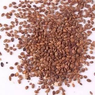 Aro Kiwi Seed