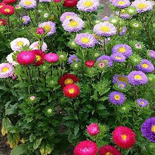 Lorvox Aster Seed