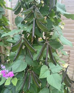 MAHAMAYA A TO Z Black Sim vagetable seed, Beniseed, Manchi nuvvulu, Sesame Seed