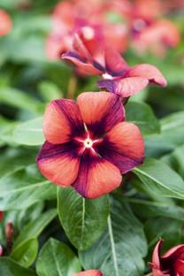 CORUS Tangerine Vinca Flower Seed
