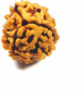 Urancia Three Mukhi 3 Mukhi Rudraksh 7.2ct Nepal bead Big Size For Pooja Seed