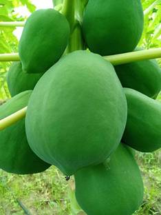 Aro Papaya, Papita Seed