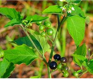 VibeX ® VLR-676 Makoy Sukkuti keerai SOLANUM NIGRUM Spinach Seed