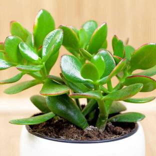 Srijagarden Jade plant Seed