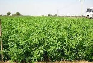 jenric Hybrid Barsim Grass seeds, Organic barsim grass Seeds, Lushan seeds, Barsim grass seed Seed
