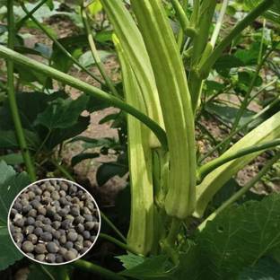 the green dotcom DESI Bhindi (Lady's Finger) Seed