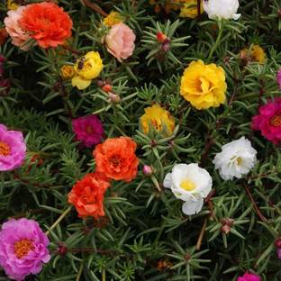 AGRYSO Moss Rose Double Mix Flower Seeds, Portulaca Grandiflora Seed
