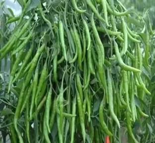 SREE CW44 CHILLI MIRCHI HYBRID SEED 1000 Seed