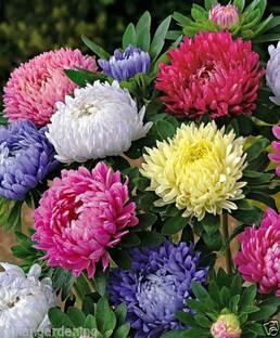 Beej Wala Aster, Aster Double Mixed Flower Seeds 20 Seed