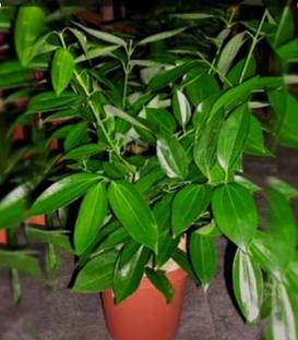SHYAM Tej pataPlant. Seed