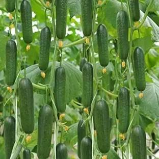 SUAA Cucumber khira Seed