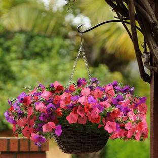 VibeX LXI-90 - South Beach Easy Wave Petunia Flower Mix - (60 Seeds) Seed