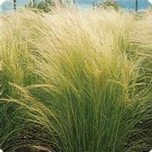 Biosnyg Pony Tails Stipa Grass Seeds -[250 Seeds] Seed