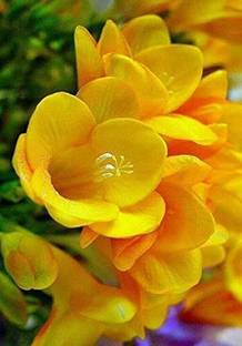 JVK Aromatic Flowers,, Freesia Double Flower, Good Germination (PACK OF 1) Seed