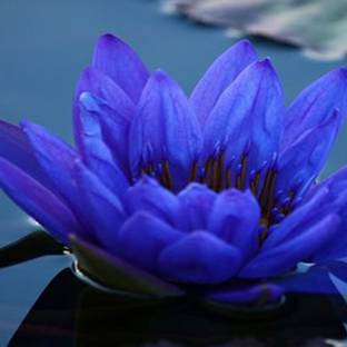 PMA Water Lily, Padma, 100% pure Original Seed For Gardening, Water Lily, Hybird Seed