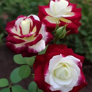 Earth Hopper Twin Red White Rose Flower Seeds , Year Round Blooming. Rare Seed