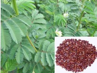 SRIJANU Dashrath/MiLLET 200g, Millet 200g Seed