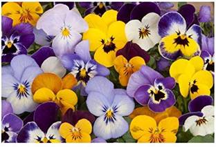wequality Pansy flower seeds hybrid double/Pansy seed 26 Seed