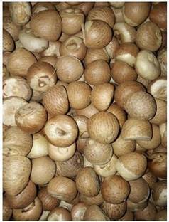 KTC Pooja Supari, Betel nuts Seed