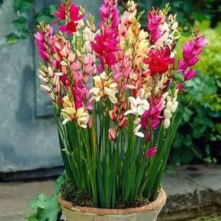 ibains Tuberose/rojnigandha seed plant Seed
