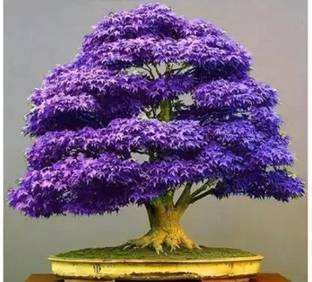 Aro Maple Seed