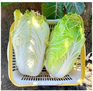 Avysa Green Lettuce Seed