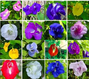 Seedsilk Aparajita Flower Seeds 5 Varieties Mix | Easy Growing Climber Seed